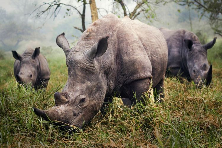 White Rhinos The night before this photo, we tried all day to get a good photo of the endangered white rhino. Skulking through the grass carefully trying to stay 30 feet away to be safe, didn’t provide me the photo I was hoping for. In the morning however, I woke up to all three rhinos grazing infront of me. Photo and caption by Stefane Berube/National Geographic Traveler Photo Contest